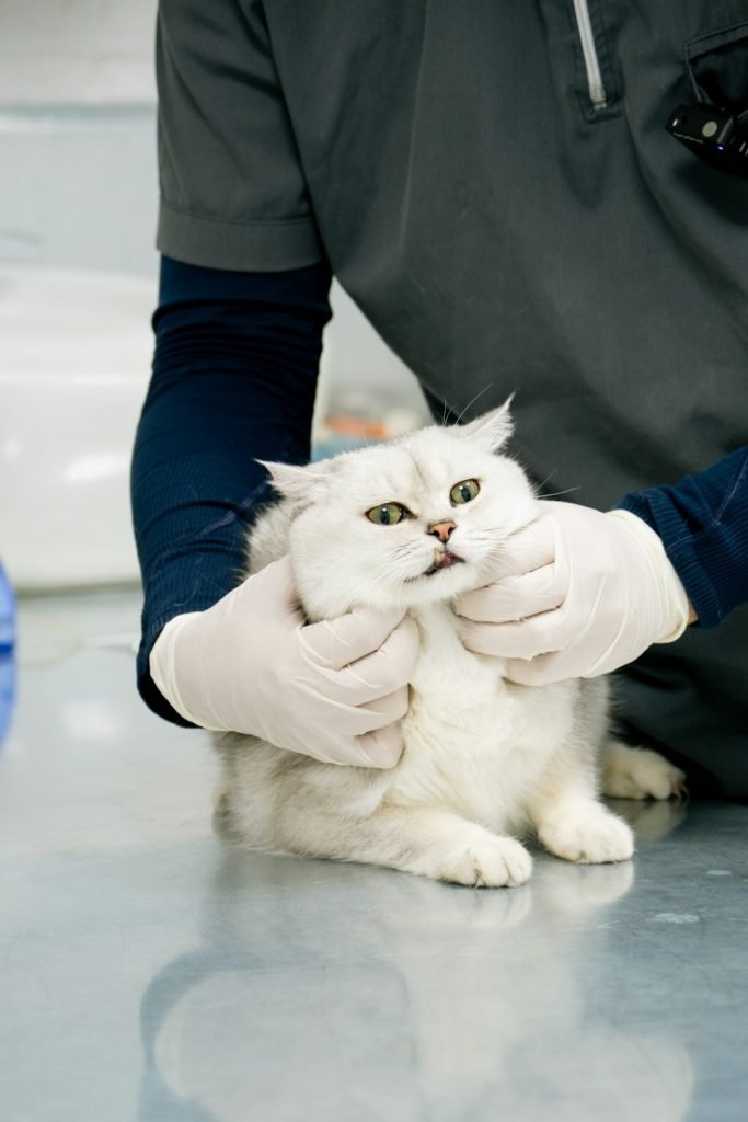 a-white-cat-being-examined-by-a-vet-bativpqwwqw