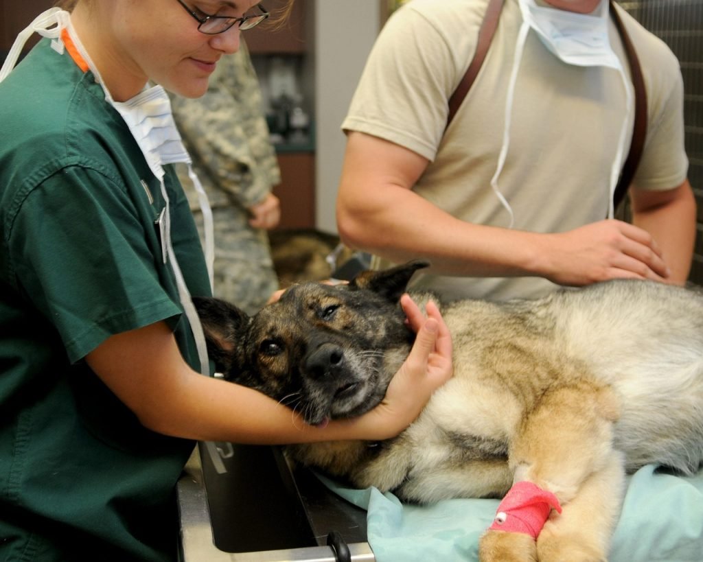 veterinary, clinic, veterinarian, dog, patient, animal, canine, comforting, care, medicine, medical, nature, brown dog, brown animals, brown medical, brown medicine, pet, brown care