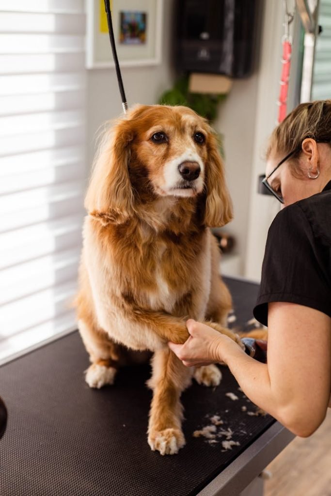 A woman grooms a dog, trimming its nails in a professional pet salon setting.